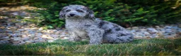 Miniature Poodle dogs for sale: Finn - Ad 8