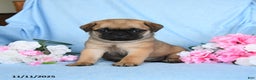 Pug dogs for sale: Geneva - Ad 1