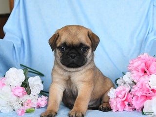 Pug dogs Geneva - Ad 33