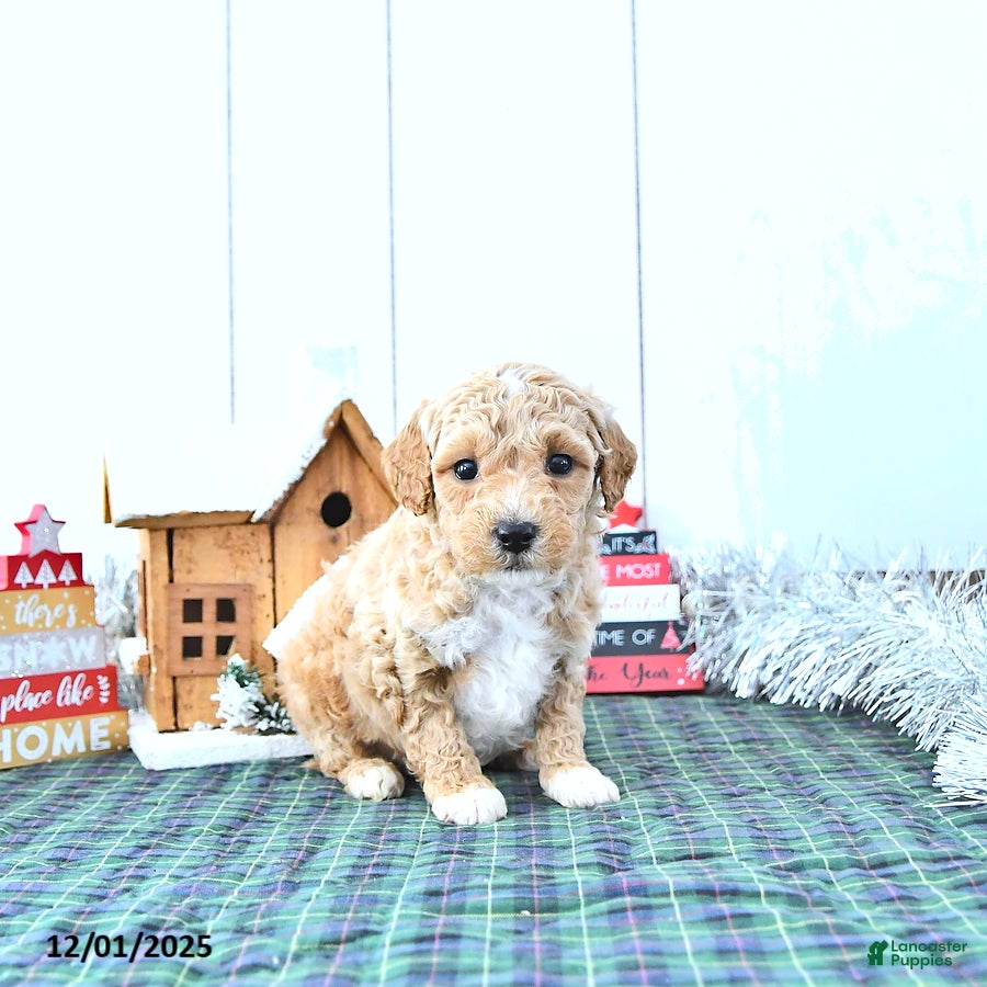 Mini Goldendoodle dogs Nemo - Ad 40