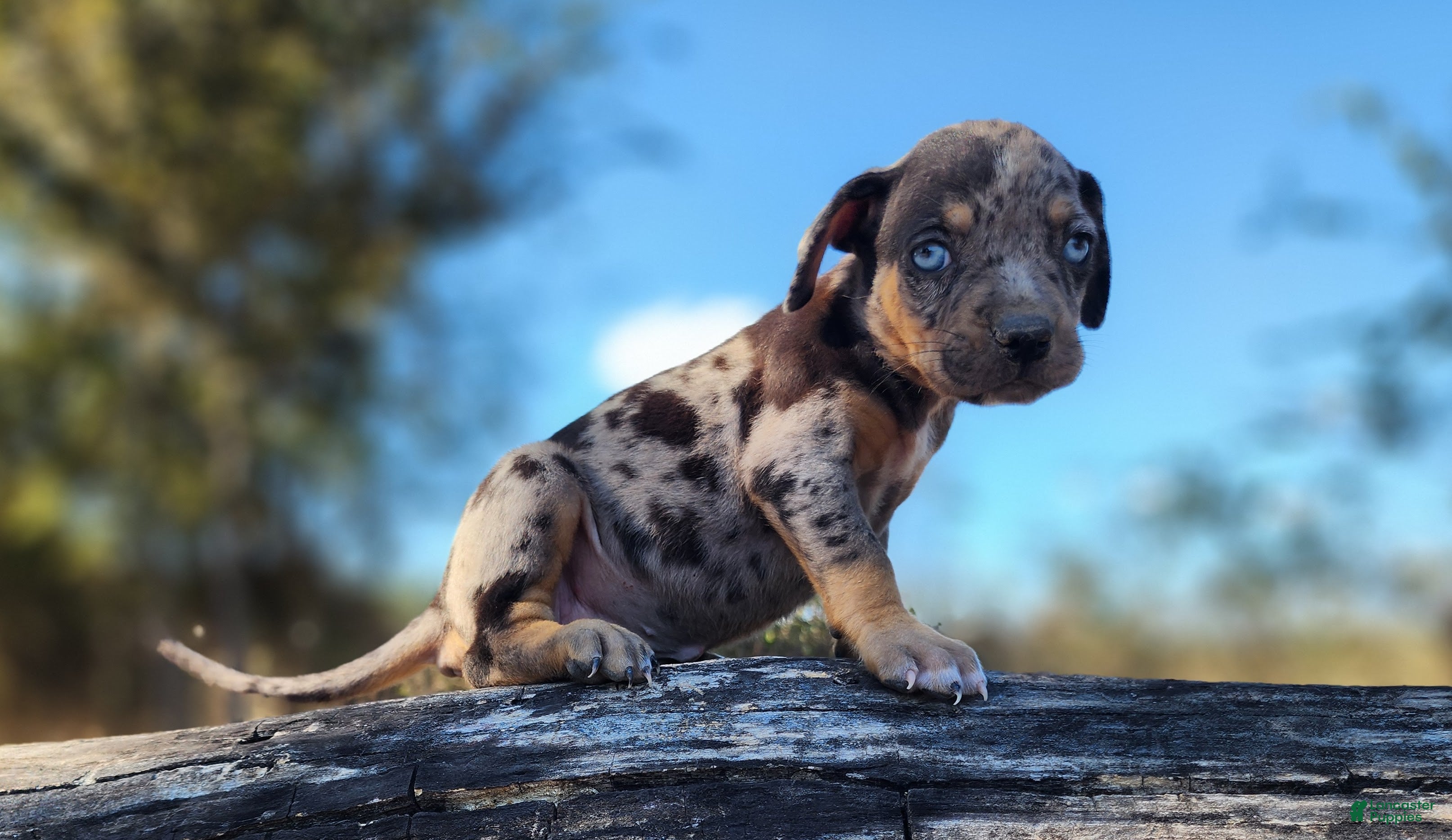 Catahoula Leopard Dog dogs Houdini 2025 Female 1 - Ad 8