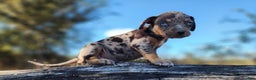 Catahoula Leopard Dog dogs for sale: Houdini 2025 Female 1 - Ad 1