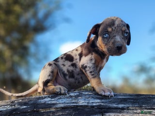 Catahoula Leopard Dog dogs Houdini 2025 Female 1 - Ad 39