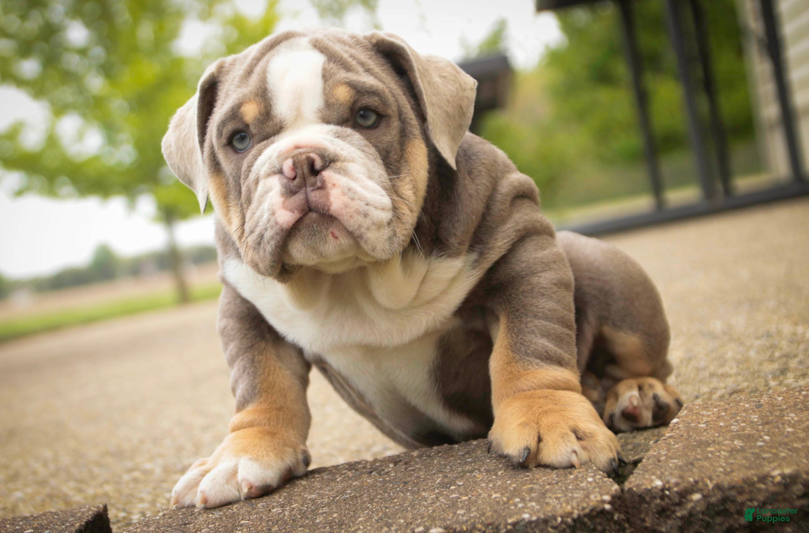 English Bulldog dogs Nasher English Bulldog Puppy  - Ad 2