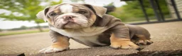 English Bulldog dogs for sale: Nasher English Bulldog Puppy  - Ad 2