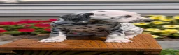 Dalmatian dogs for sale: Layla - Ad 3