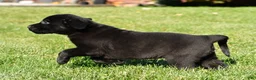 Labrador Retriever dogs for sale: Lexi - Ad 8