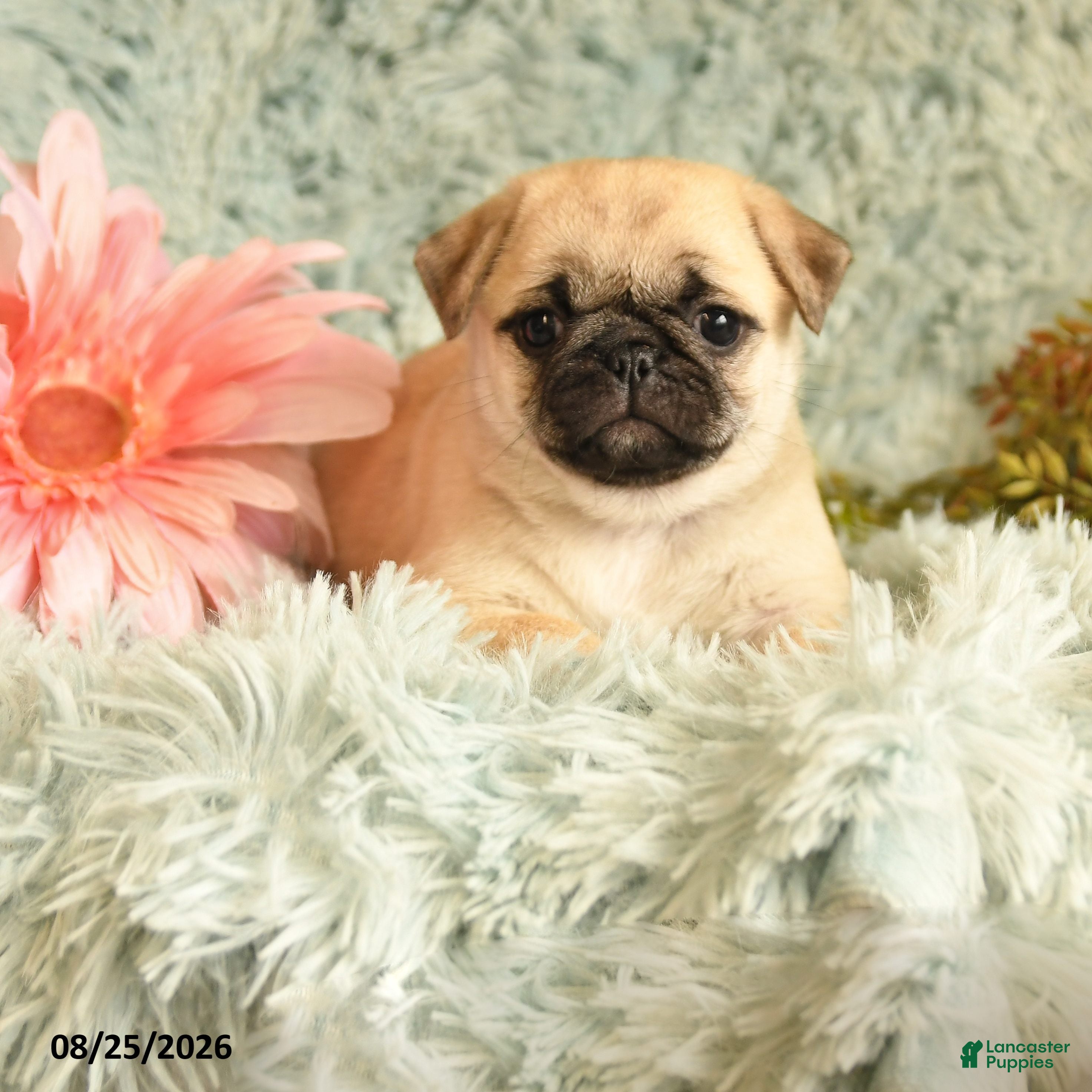 Pug dogs Beauty - Ad 1
