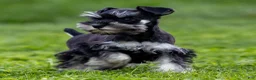 Miniature Schnauzer dogs for sale: Skye - Ad 2
