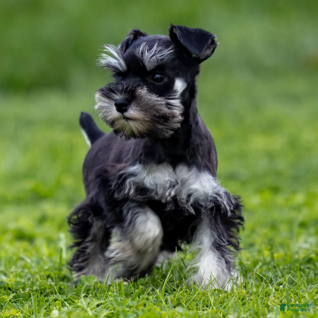 Miniature Schnauzer dogs for sale: Skye - Ad 2