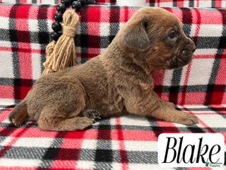 Cane Corso dogs Blake - Ad 26