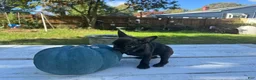 French Bulldog dogs for sale: Rocky - Ad 2