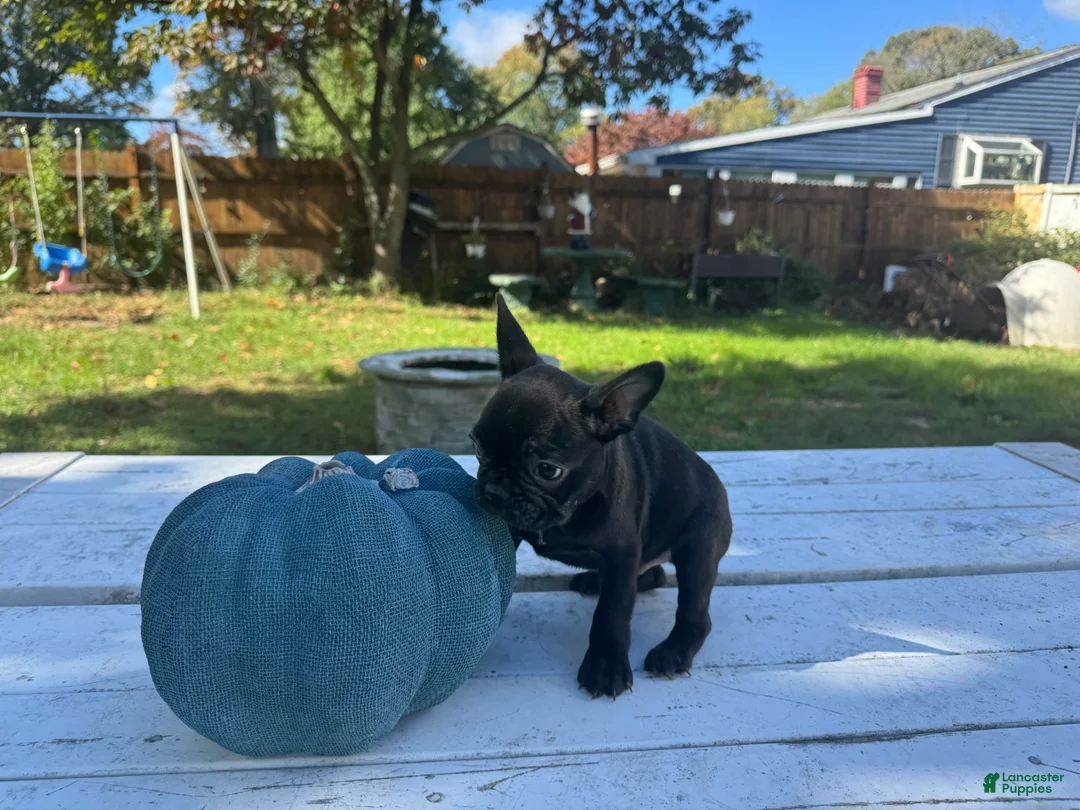 French Bulldog dogs for sale: Rocky - Ad 2