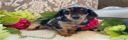 Miniature Dachshund dogs for sale: Lilly - Ad 11