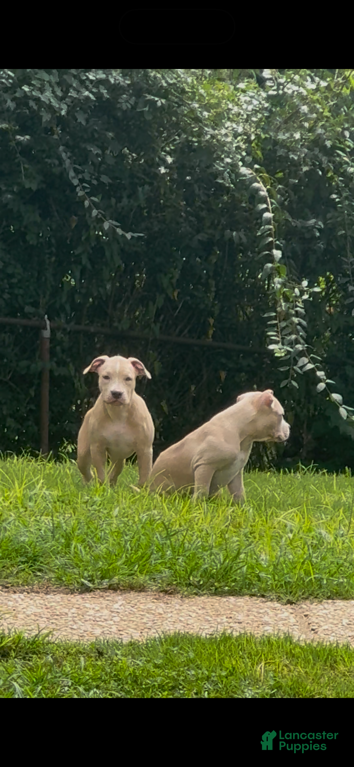 American Bully dogs Butterscotch - Ad 2