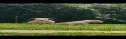 American Bully dogs for sale: Butterscotch - Ad 2