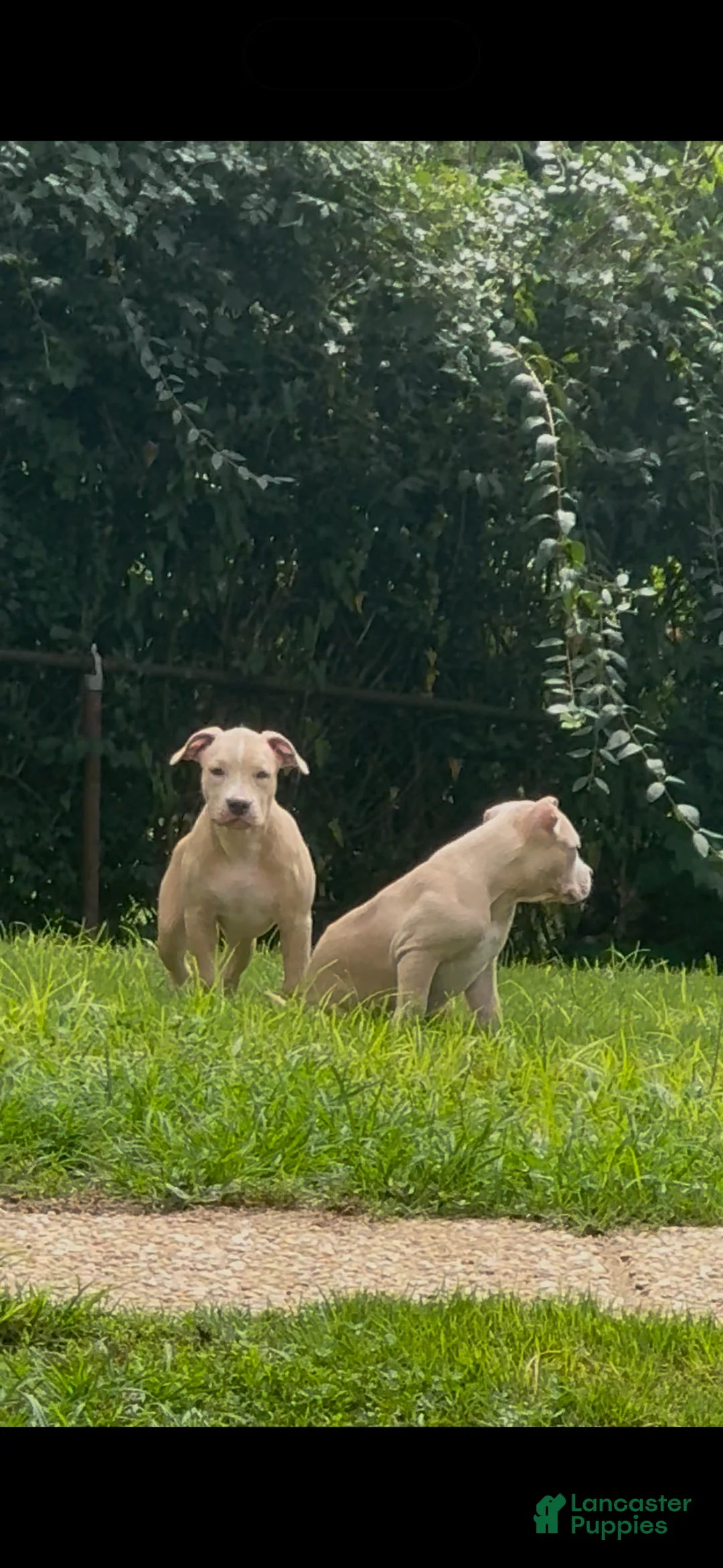 American Bully dogs for sale: Butterscotch - Ad 2