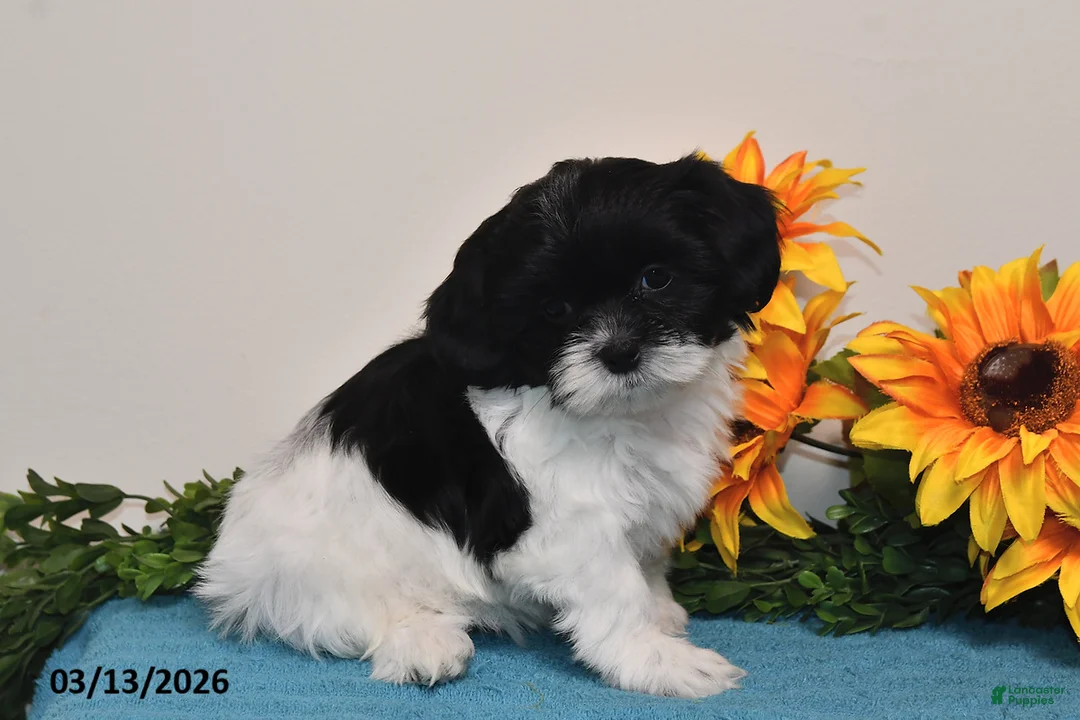 Shih Tzu dogs for sale: Pippa - Ad 5