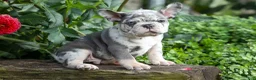 French Bulldog dogs for sale: 🐾 Magnes - Ad 12
