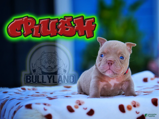 American Bully dogs - Ad 9