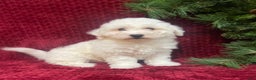 Bichon Frise dogs for sale: Rocket - Ad 8