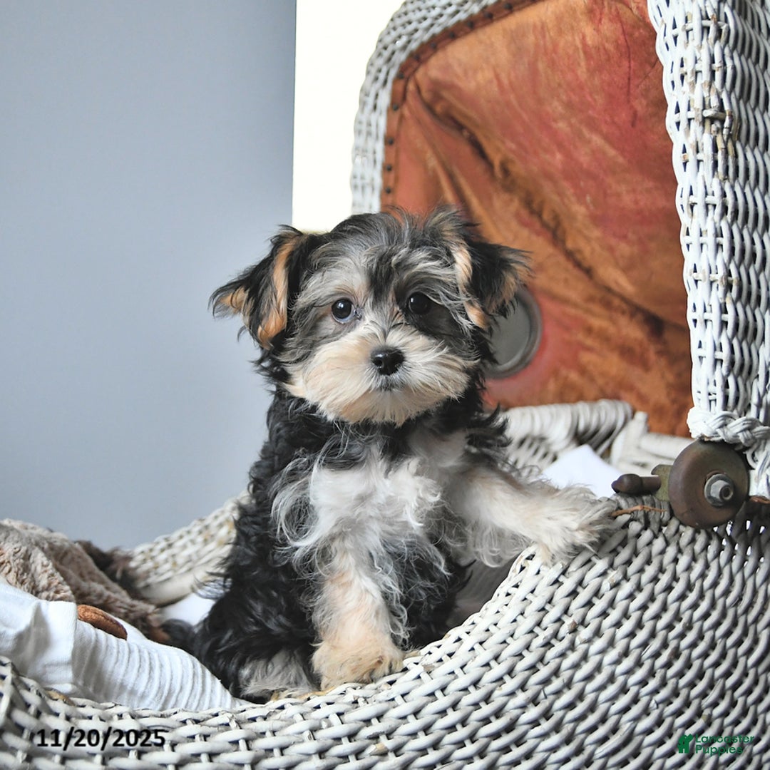 Morkie dogs for sale: Amber - Ad 5