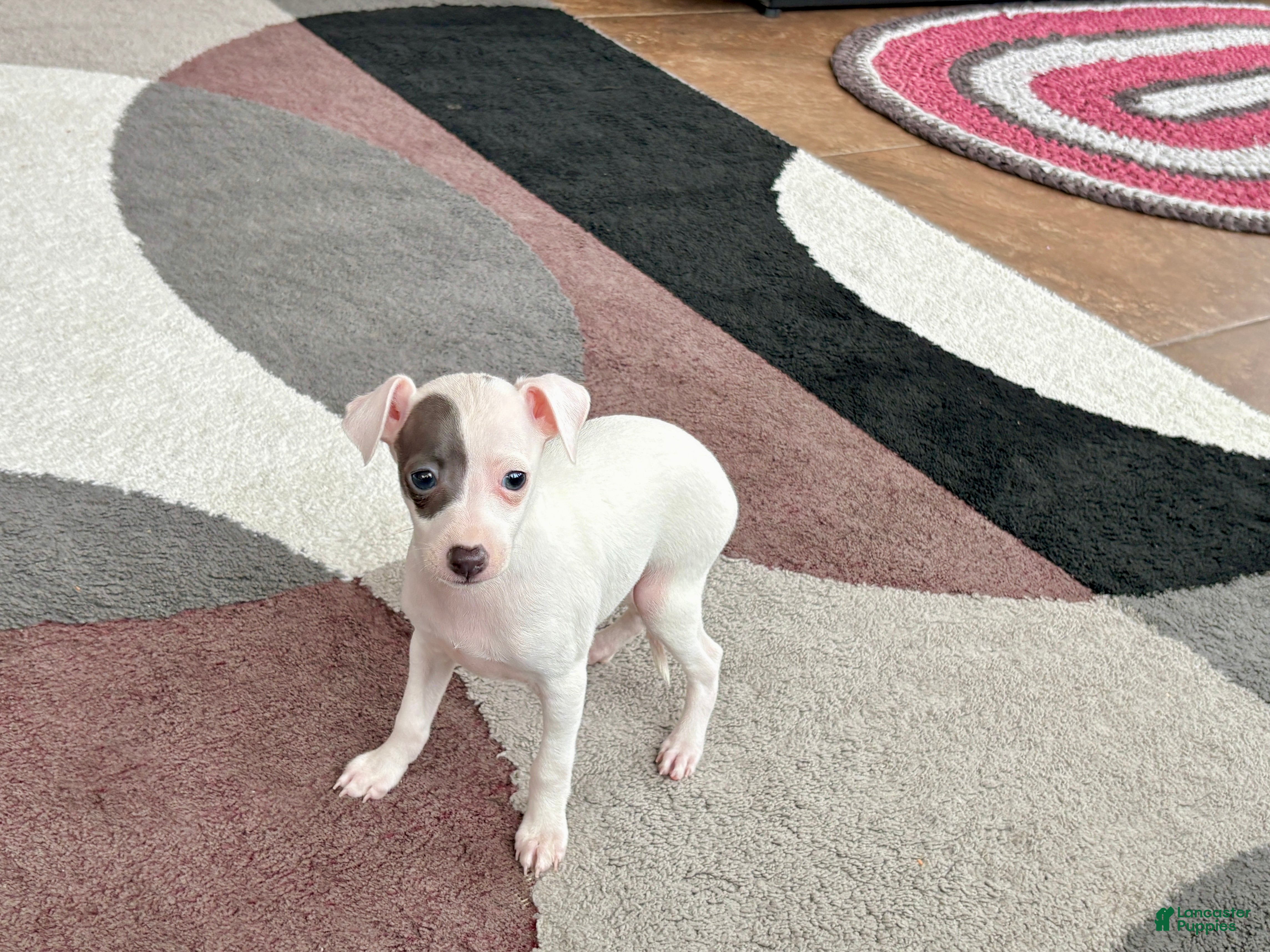 Italian Greyhound dogs Sharon - Ad 2