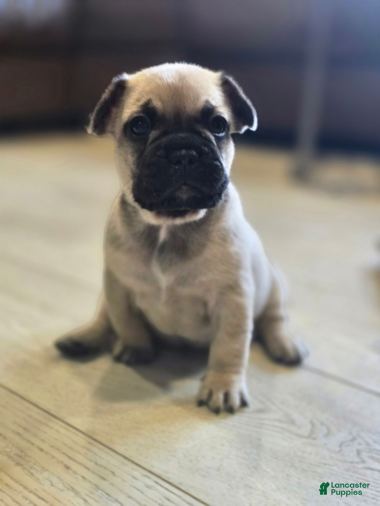 French Bulldog dogs for sale: Anna - Ad 4