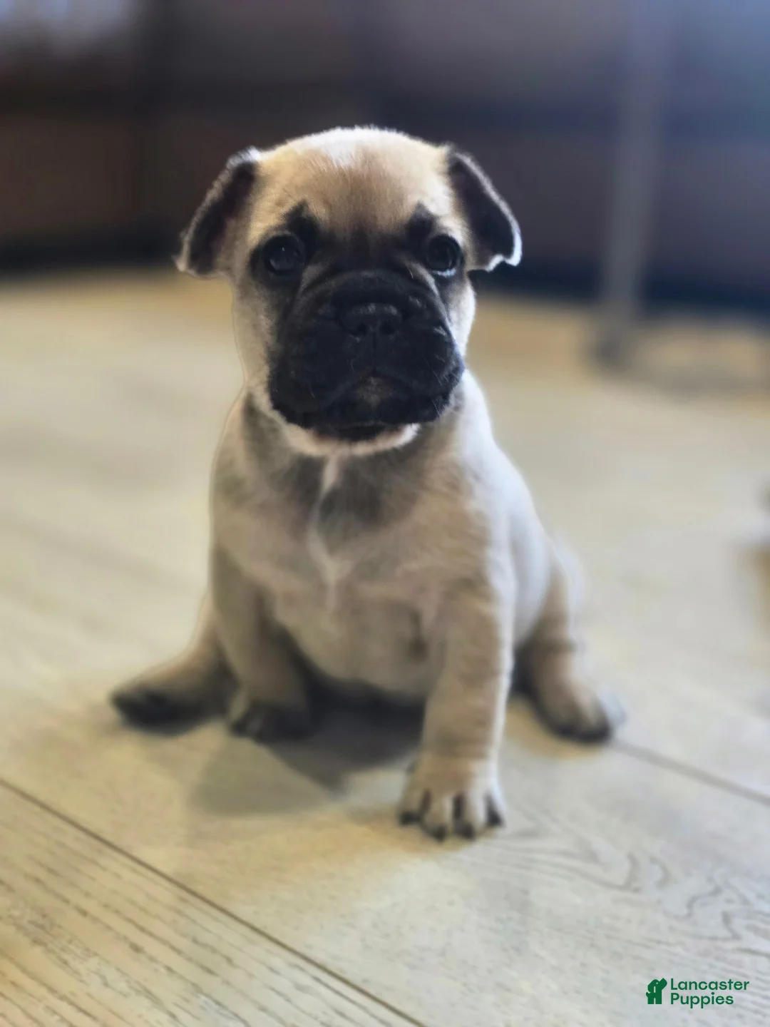 French Bulldog dogs for sale: Anna - Ad 1