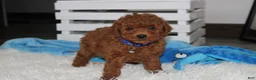 Miniature Poodle dogs for sale: Simba  - Ad 5