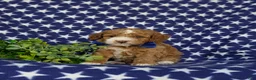 Miniature Poodle dogs for sale: Santiago  - Ad 3