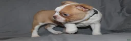 Boston Terrier dogs for sale: Dusty - Ad 3