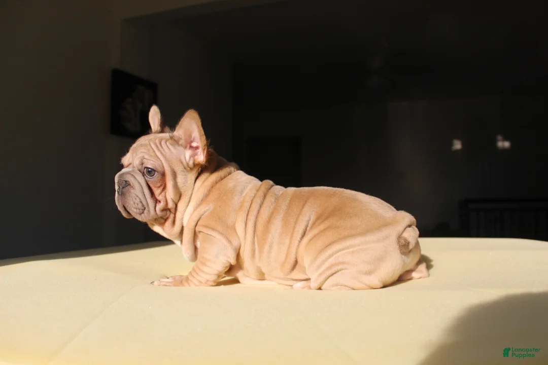 French Bulldog dogs for sale: Maverick - Ad 1