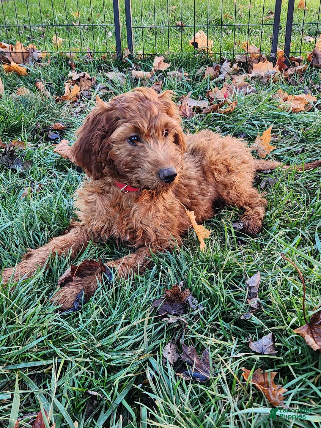 Irish Doodle dogs for sale: Murphy - Ad 2