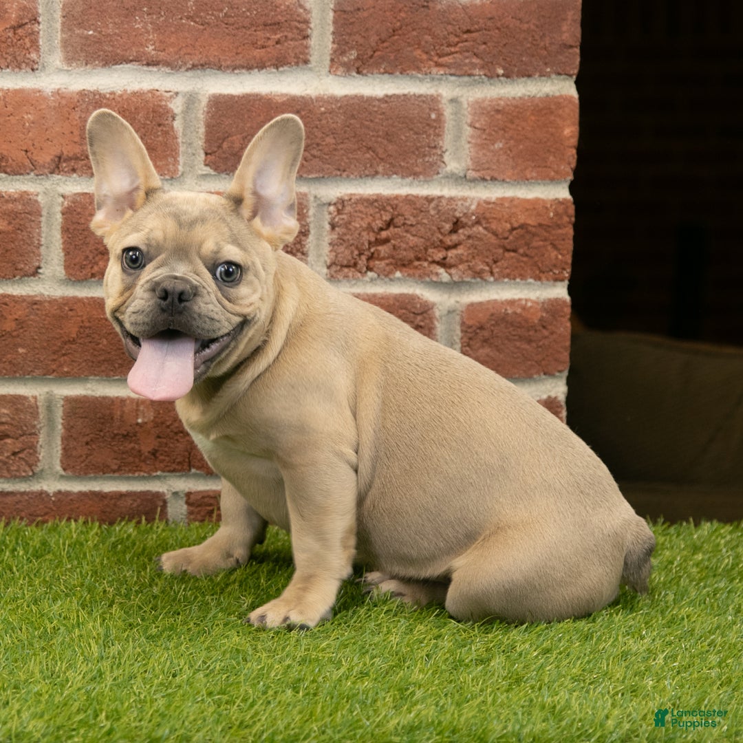 French Bulldog dogs for sale: Dash - Ad 3