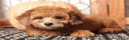 Toy Poodle dogs for sale: Red- ACA Male Toy Poodle  - Ad 4