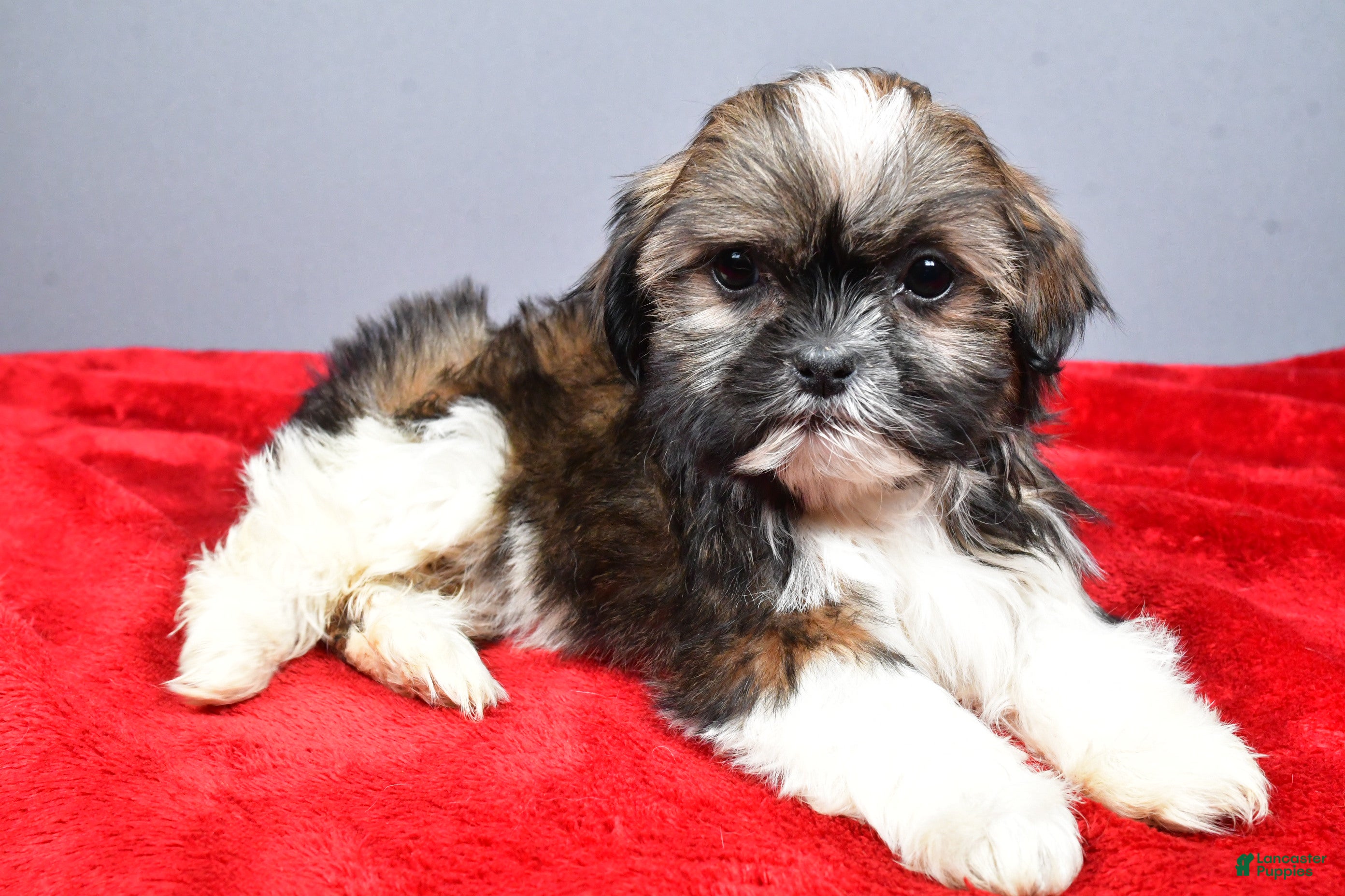 Shih Tzu dogs Nate - Ad 1