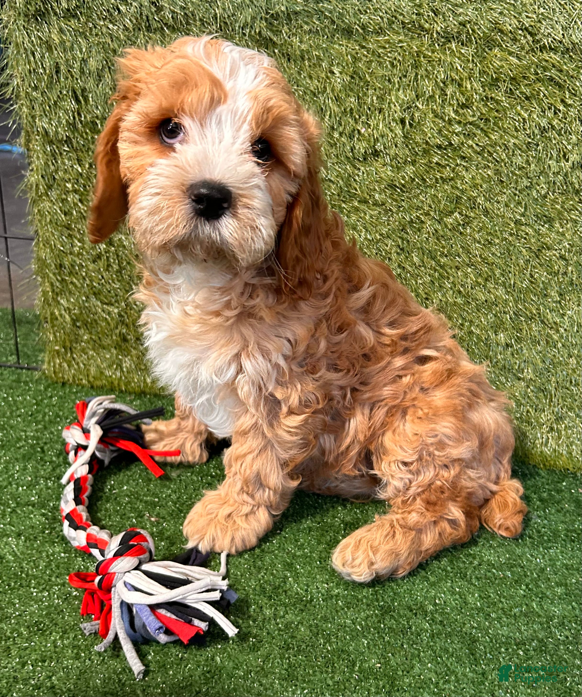 Cavapoo dogs Cooper - Ad 19