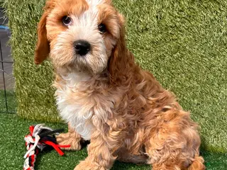 Cavapoo dogs Cooper - Ad 19