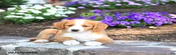 Mini Bernedoodle dogs for sale: Ping - Ad 4