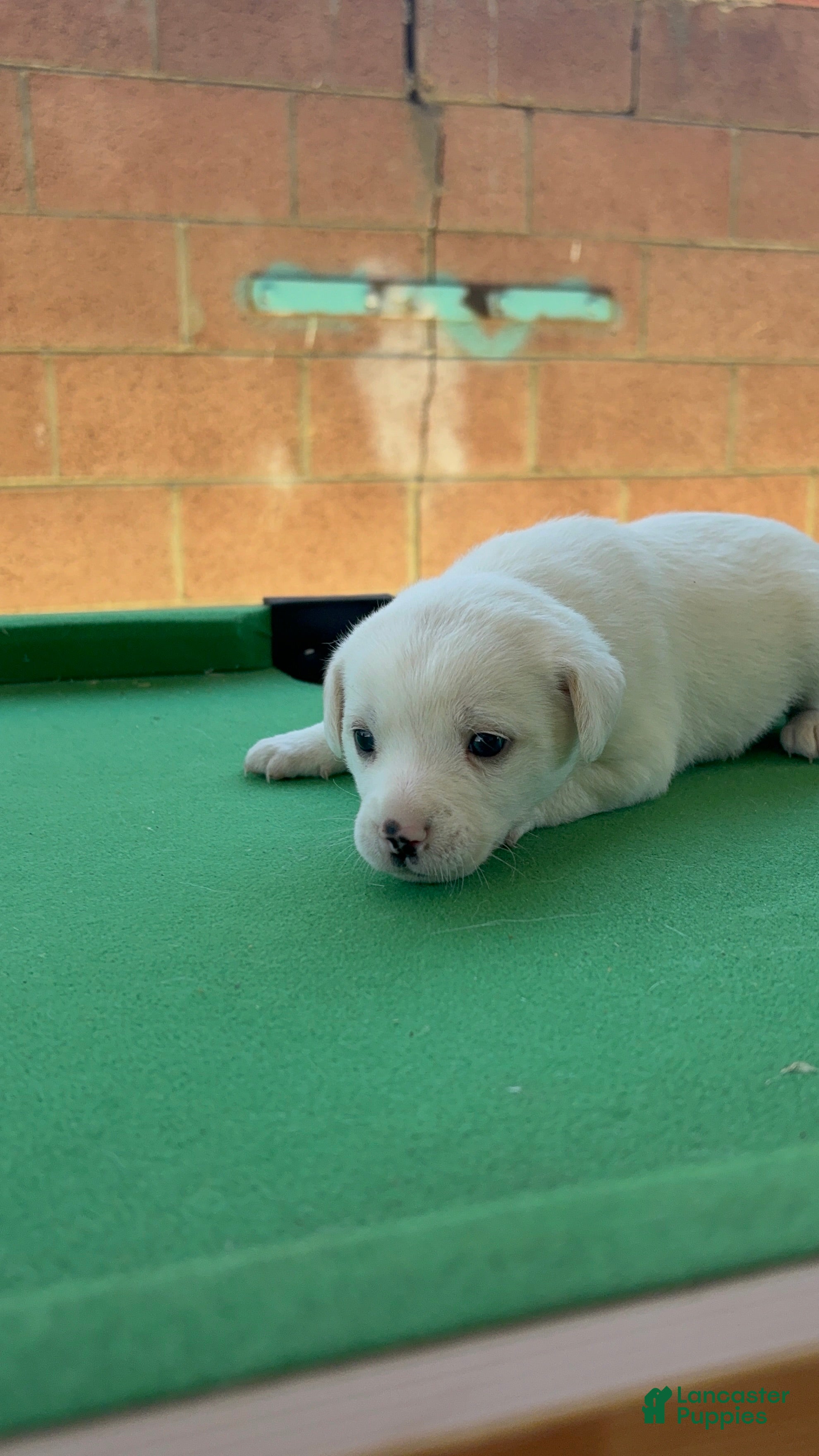 Mixed Breed dogs Mixed Breed Puppy 4 - Ad 7