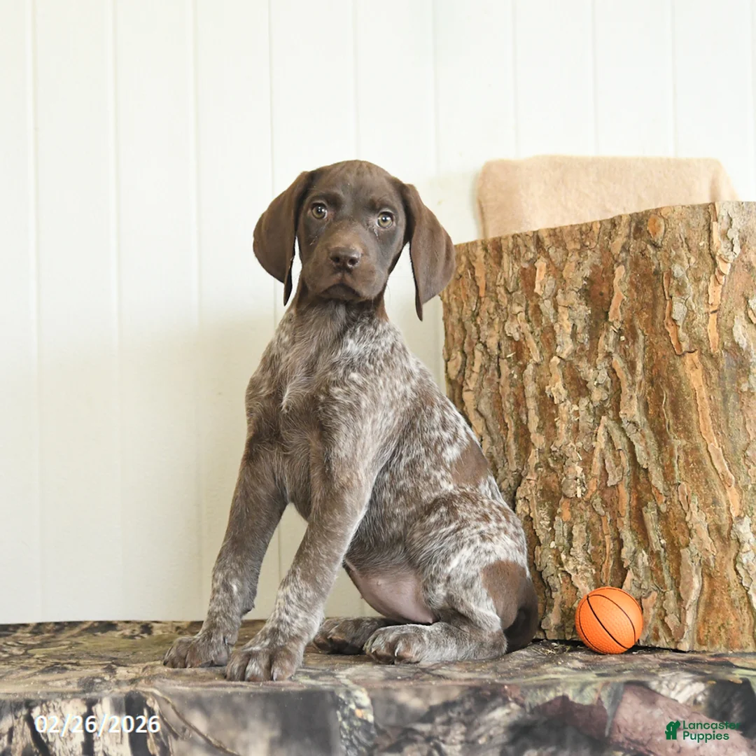 German Shorthaired Pointer dogs for sale: Dreamer - Ad 3