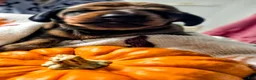 Dachshund dogs for sale:  Pumpkin - Ad 4