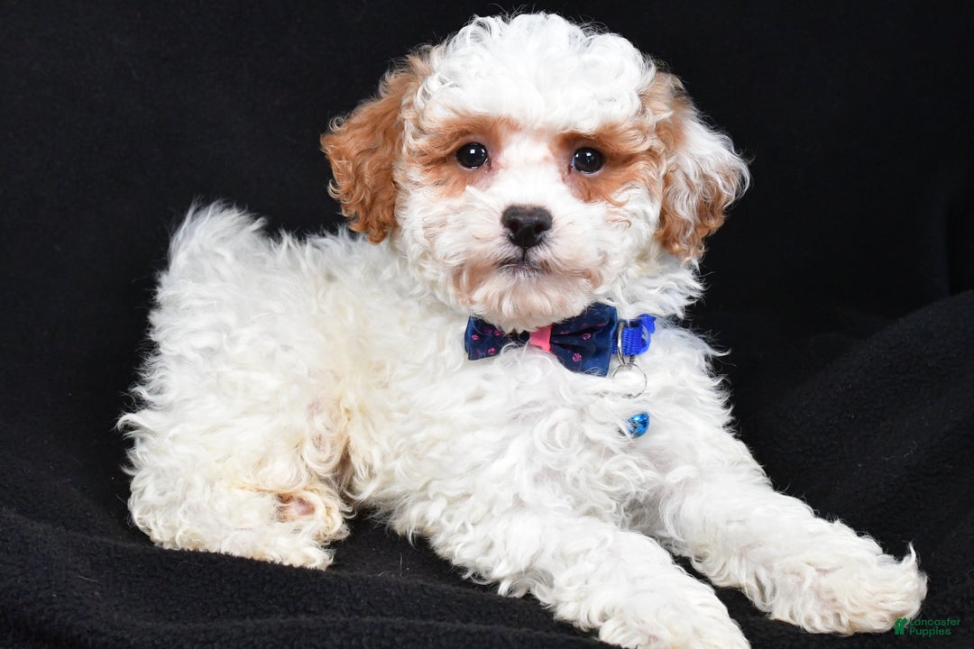 Miniature Poodle dogs for sale: Diamond - Ad 7