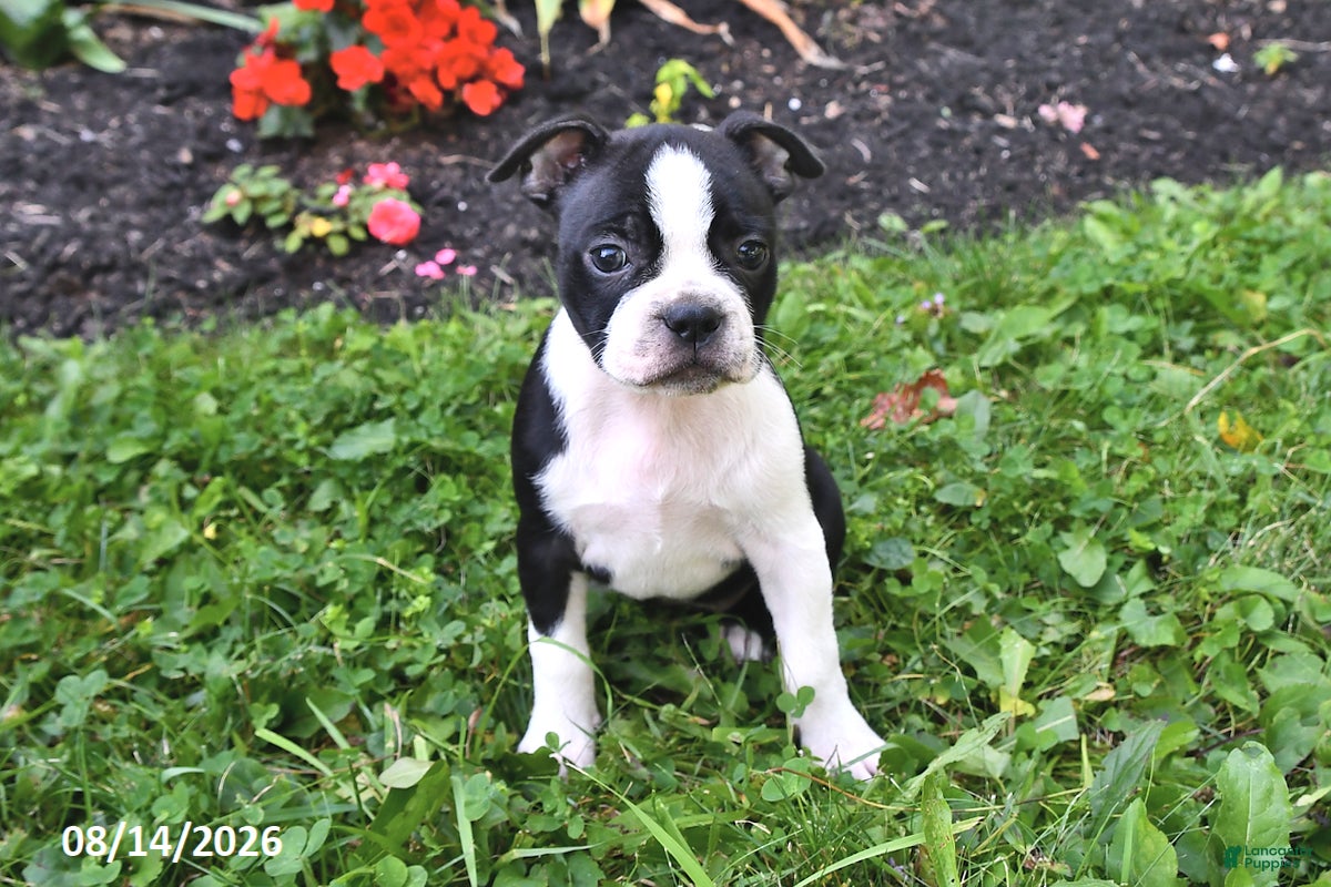 Boston Terrier dogs Jenna - Ad 1