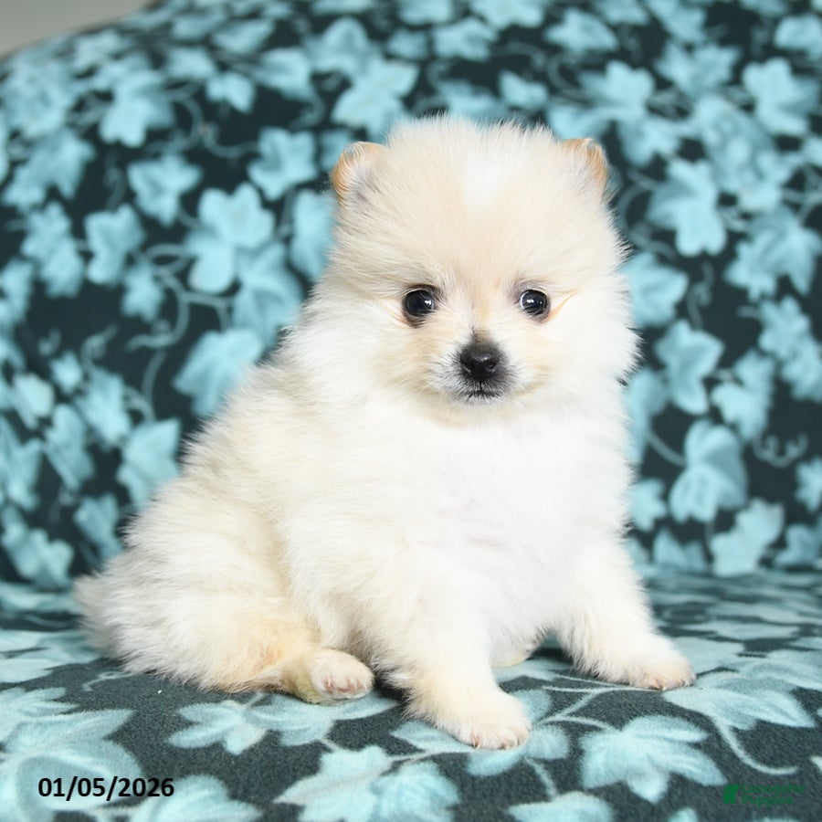 Pomeranian dogs Twinkle - Ad 26