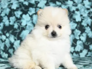 Pomeranian dogs Twinkle - Ad 2