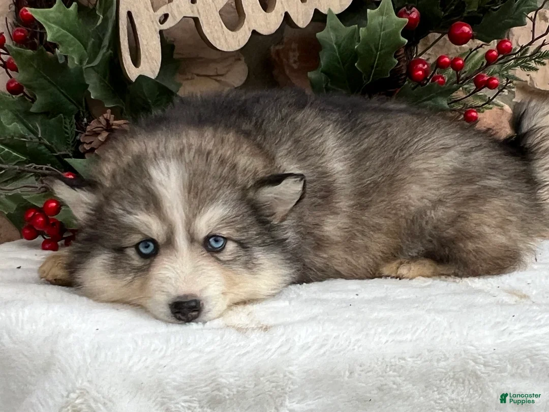 Pomsky dogs for sale: Mistletoe - Ad 5
