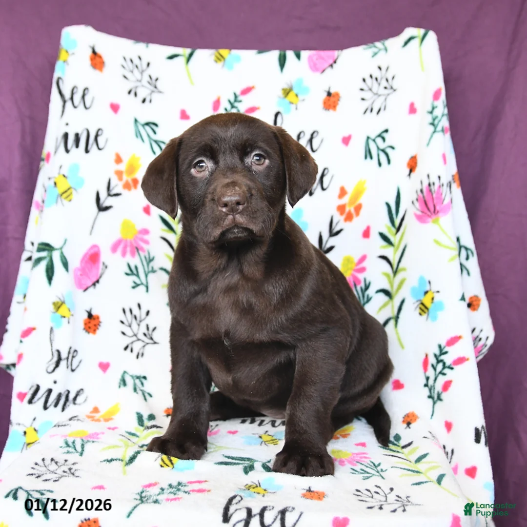 Labrador Retriever dogs for sale: Paris - Ad 2