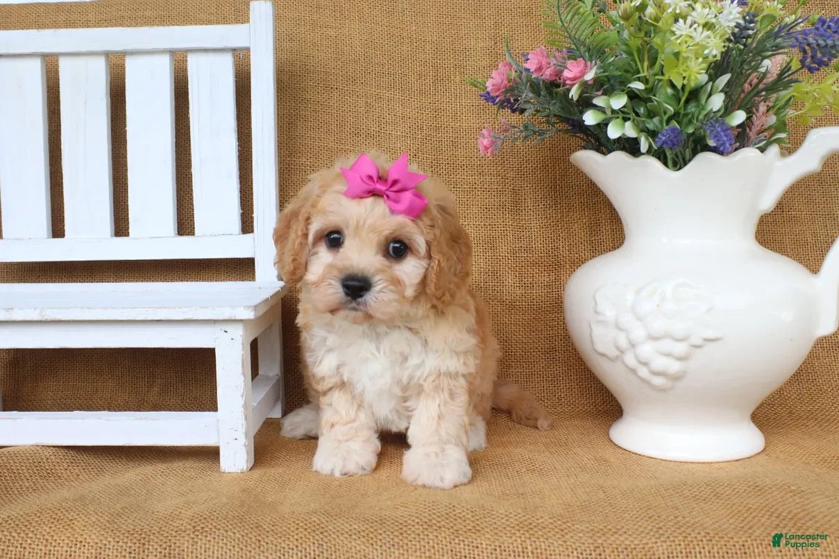 Cavachon dogs Tessa - Ad 2